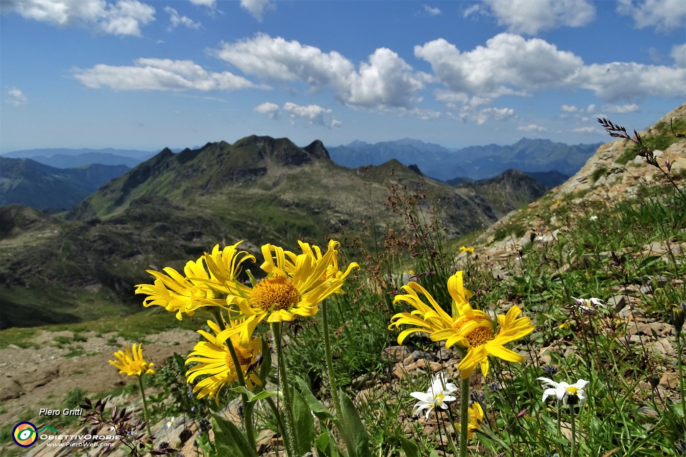 66  Doronico dei macereti (Doronicum grandiflorum) con vista verso i Laghi Gemelli .JPG